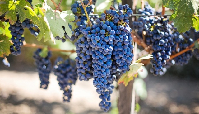 Syrah